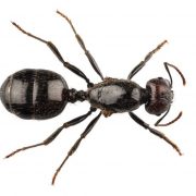 Photograph of pest black ant specied that infest homes in Tyne and Wear