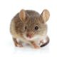 Adult house mouse