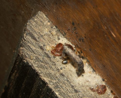 Bed bugs Female and males
