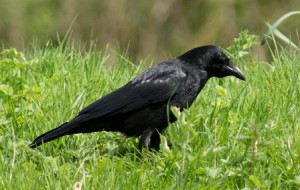 The Crow, pest bird or agent of mother nature?