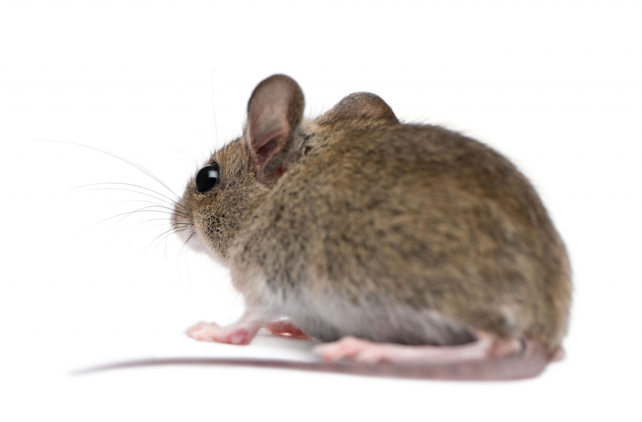 photograph of mouse showing the need for pest control