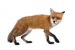 fox control
