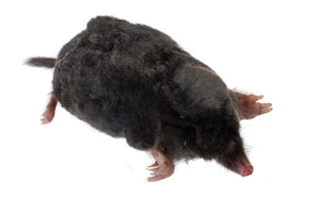 Adult male mole