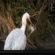 Video - A heron and a rat catcher. Natural pest Control at its best