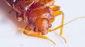 bed bug head and front legs close up