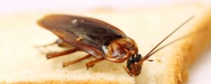 Cockroach eating its supper of white bread in a kitchen in Sunderland