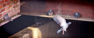 Pigeons landing on steelwork on a bridge in Newcastle City Centre