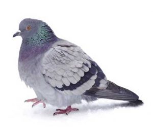 A feral pigeon