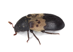 Larder beetle photographed after pest control treatment in Newcastle