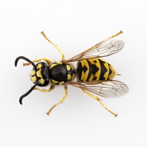 wasp isolated