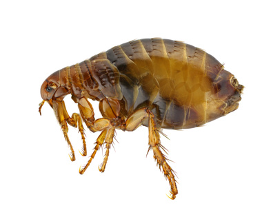 Cat flea, Pulex irritans isolated on a white background.