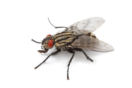 House fly control using fly killers