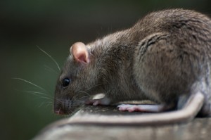 A rat on a picnic table in Newcastle.