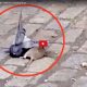 Video showing rat attacking a pigeon in Brooklyn