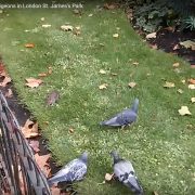 Rat chasing a pigeon in St James' park