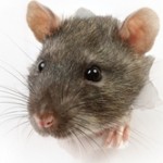 Rattus norvegicus-Brown Rat coming through paper