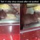 Rat caught on video in shop window