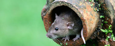 Rat peeping out of a pipe with green water behind it