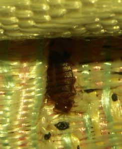 An adult bed bug on the crease of a mattress