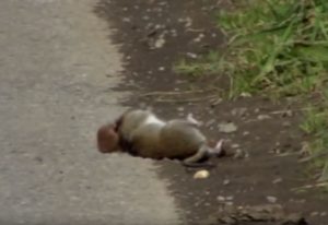 Weasel killing a brown rat